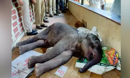 അമ്മയെ കാത്ത് 13 ദിവസം; ഒടുവിൽ കുട്ടിക്കൊമ്പന് ദാരുണാന്ത്യം