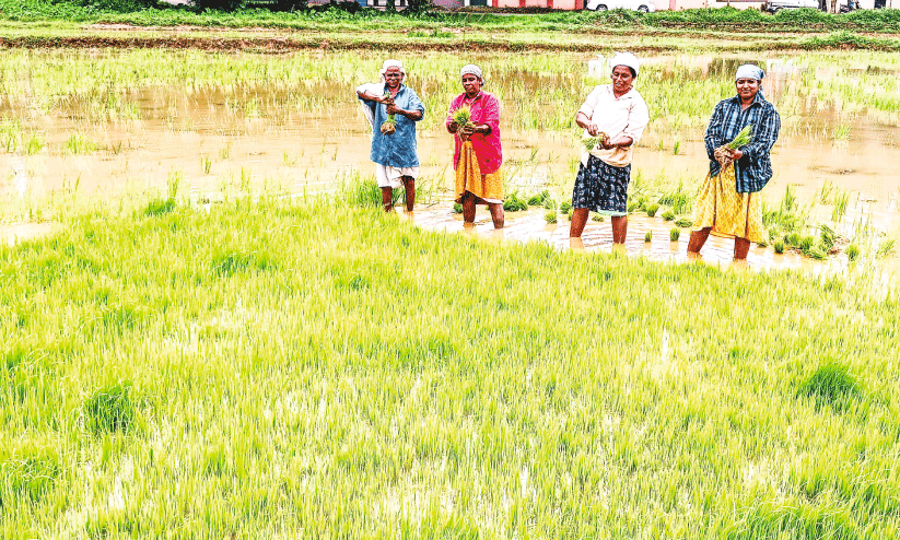 കാലവർഷം വൈകി;  മങ്കരയിൽ ഒന്നാംവിള കൃഷിയിറക്കി