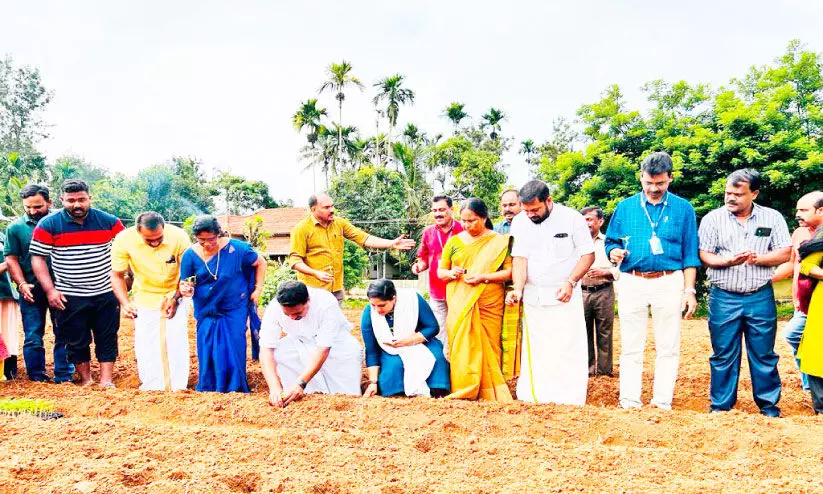 ഓ​ണ​പ്പൂ​വി​നാ​യി ബ​ത്തേ​രി​യി​ൽ ര​ണ്ട് ഏ​ക്ക​റി​ൽ പൂ​കൃ​ഷി