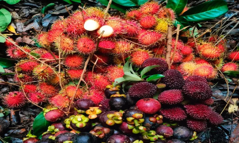 തോമസിന്റെ ഏദൻതോട്ടത്തിൽ ഫലവൃക്ഷങ്ങളിൽ വിളവെടുപ്പ് കാലം