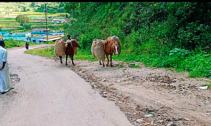റോഡ്​ തകർന്നു;   കാർഷിക ഉൽപന്നങ്ങൾ   എത്തിക്കാൻ കഴുതകൾ