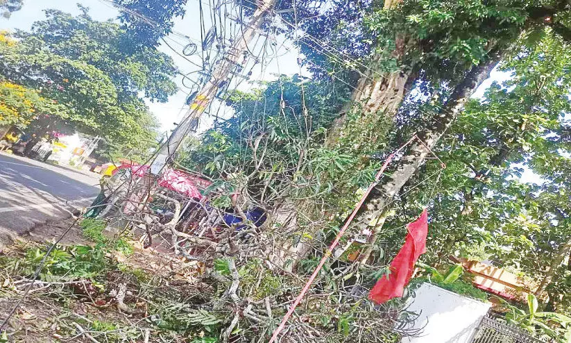 ദേശീയപാതയിൽ മരക്കൊമ്പുകൾ വീണ് അപകടം പതിവാകുന്നു ദേശീയപാതയിൽ മരക്കൊമ്പുകൾ വീണ് അപകടം പതിവാകുന്നു