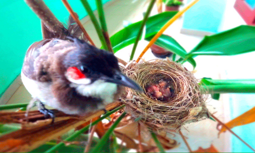 നഗരസഭയില്‍ കൗതുകമായി ഇരട്ടത്തലച്ചിയും കുഞ്ഞുങ്ങളും