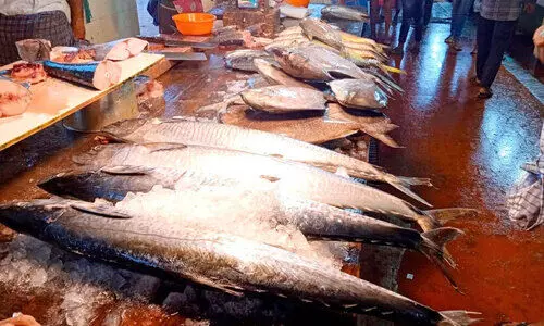 അയക്കൂറ @ 1200