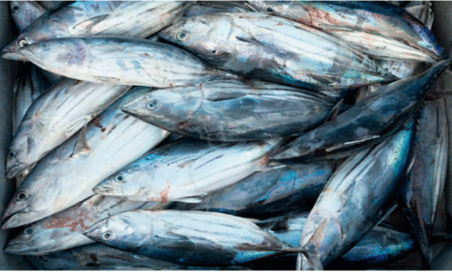 ഭക്ഷ്യയോഗ്യമല്ലാത്ത മീൻ;  ഭക്ഷ്യസുരക്ഷ വിഭാഗം പരിശോധന വ്യാപിപ്പിക്കുന്നു