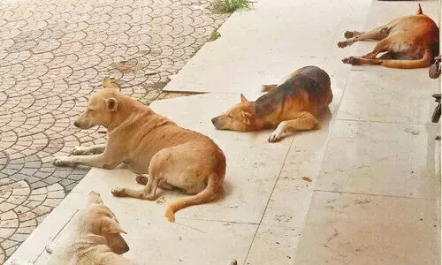 മാളയിൽ തെരുവുനായ് ഭീഷണി: സ​ന്ധ്യ​ക്കു​ശേ​ഷം  കെ.​കെ റോ​ഡ് ഇ​വ​യു​ടെ വി​ഹാ​ര​കേ​ന്ദ്ര​മാ​ണ്