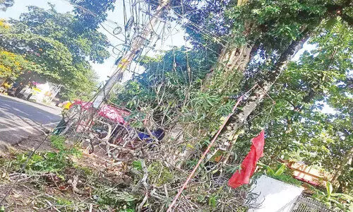 ദേ​ശീ​യ​പാ​ത​യി​ൽ മ​ര​ക്കൊ​മ്പു​ക​ൾ വീണ് അ​പ​ക​ടം പ​തി​വാ​കു​ന്നു