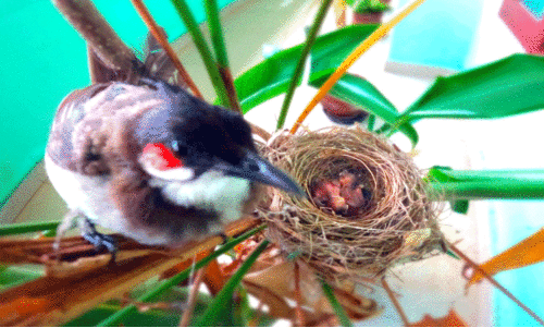 നഗരസഭയില്‍ കൗതുകമായി ഇരട്ടത്തലച്ചിയും കുഞ്ഞുങ്ങളും
