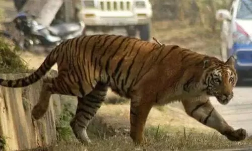 കടുവയെ പിടിക്കാനെത്തിയ വനം വകുപ്പ് ഉദ്യോഗസ്ഥന് പ്രദേശവാസികളുടെ അക്രമത്തില്‍ ഗുരുതര പരിക്ക്