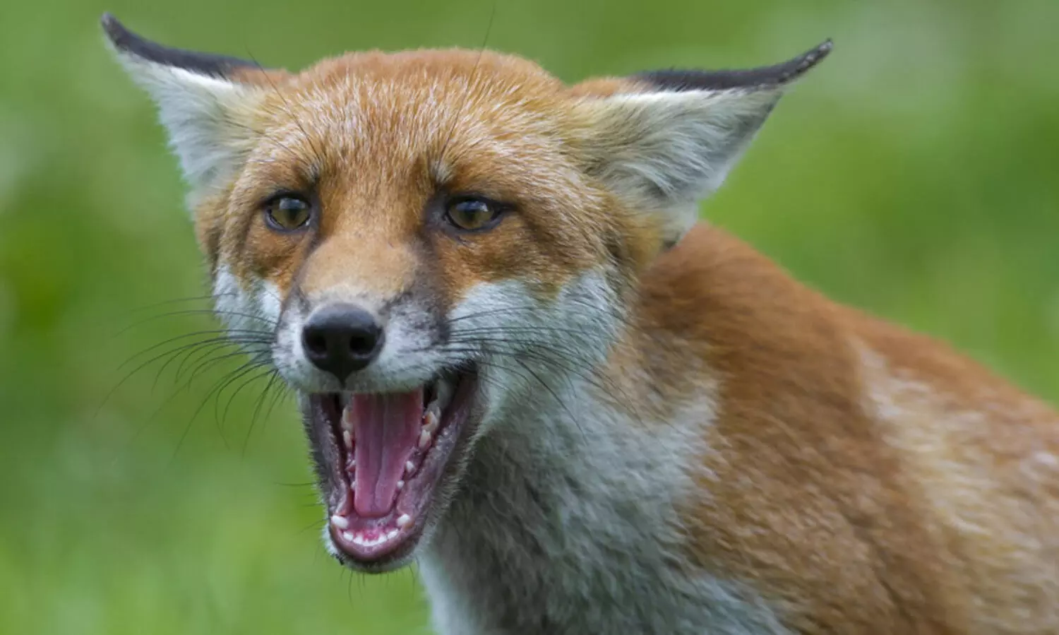 rabid fox