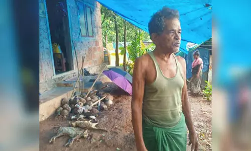 Couple guarding the carcasses of domestic cats
