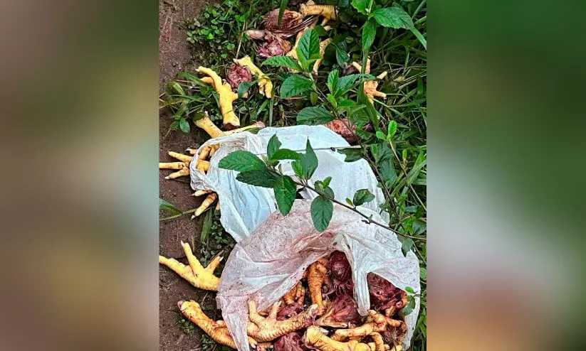 കോഴി മാലിന്യം ദുരിതത്തിലായി പരിസരവാസികൾ കോഴി മാലിന്യം ദുരിതത്തിലായി പരിസരവാസികൾ