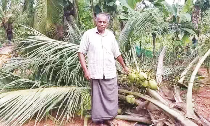 ചാ​ലി​യാ​റി​ൽ ചു​ള്ളി​ക്കൊ​മ്പ​ന്‍റെ വി​ള​യാ​ട്ടം; വ്യാ​പ​ക കൃ​ഷി​നാ​ശം