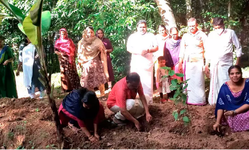 കുന്നത്തൂരിൽ പുഷ്പകൃഷി തുടങ്ങി