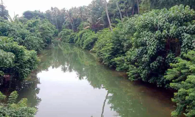കാടുമൂടി; മാലിന്യംതള്ളൽ കേന്ദ്രമായി മണിയംകുളം തോടിന്റെ വശങ്ങൾ കാടുമൂടി; മാലിന്യംതള്ളൽ കേന്ദ്രമായി മണിയംകുളം തോടിന്റെ വശങ്ങൾ