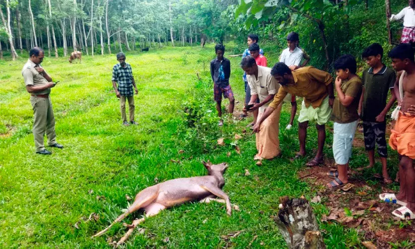 അവശനിലയില് കണ്ടെത്തിയ മ്ലാവിനെ മൃഗാശുപത്രിയിലേക്ക് മാറ്റി അവശനിലയില് കണ്ടെത്തിയ മ്ലാവിനെ മൃഗാശുപത്രിയിലേക്ക് മാറ്റി