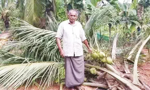 ചാ​ലി​യാ​റി​ൽ ചു​ള്ളി​ക്കൊ​മ്പ​ന്‍റെ വി​ള​യാ​ട്ടം; വ്യാ​പ​ക കൃ​ഷി​നാ​ശം