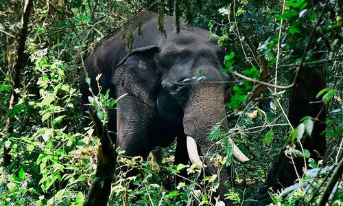കൊമ്പുകുത്തിയെ വിറപ്പിച്ച് കൊമ്പൻമാർ; സോളാർ വേലികൾ തകർത്തു, വ്യാപക കൃഷിനാശം