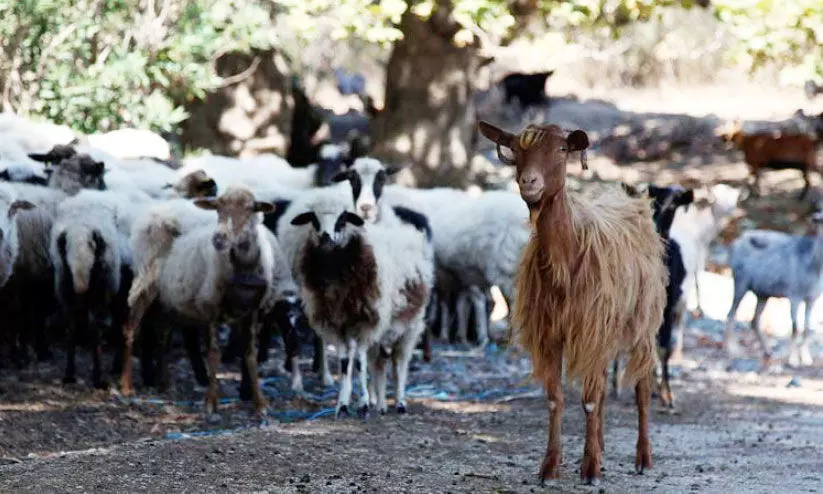അഞ്ചു ലക്ഷം പേർക്ക് ബലി മാംസം എത്തിച്ച് ഇ.ആർ.സി അഞ്ചു ലക്ഷം പേർക്ക് ബലി മാംസം എത്തിച്ച് ഇ.ആർ.സി