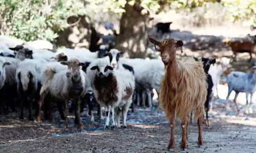 അ​ഞ്ചു ല​ക്ഷം പേ​ർ​ക്ക്​ ബ​ലി മാം​സം എ​ത്തി​ച്ച്​ ഇ.​ആ​ർ.​സി
