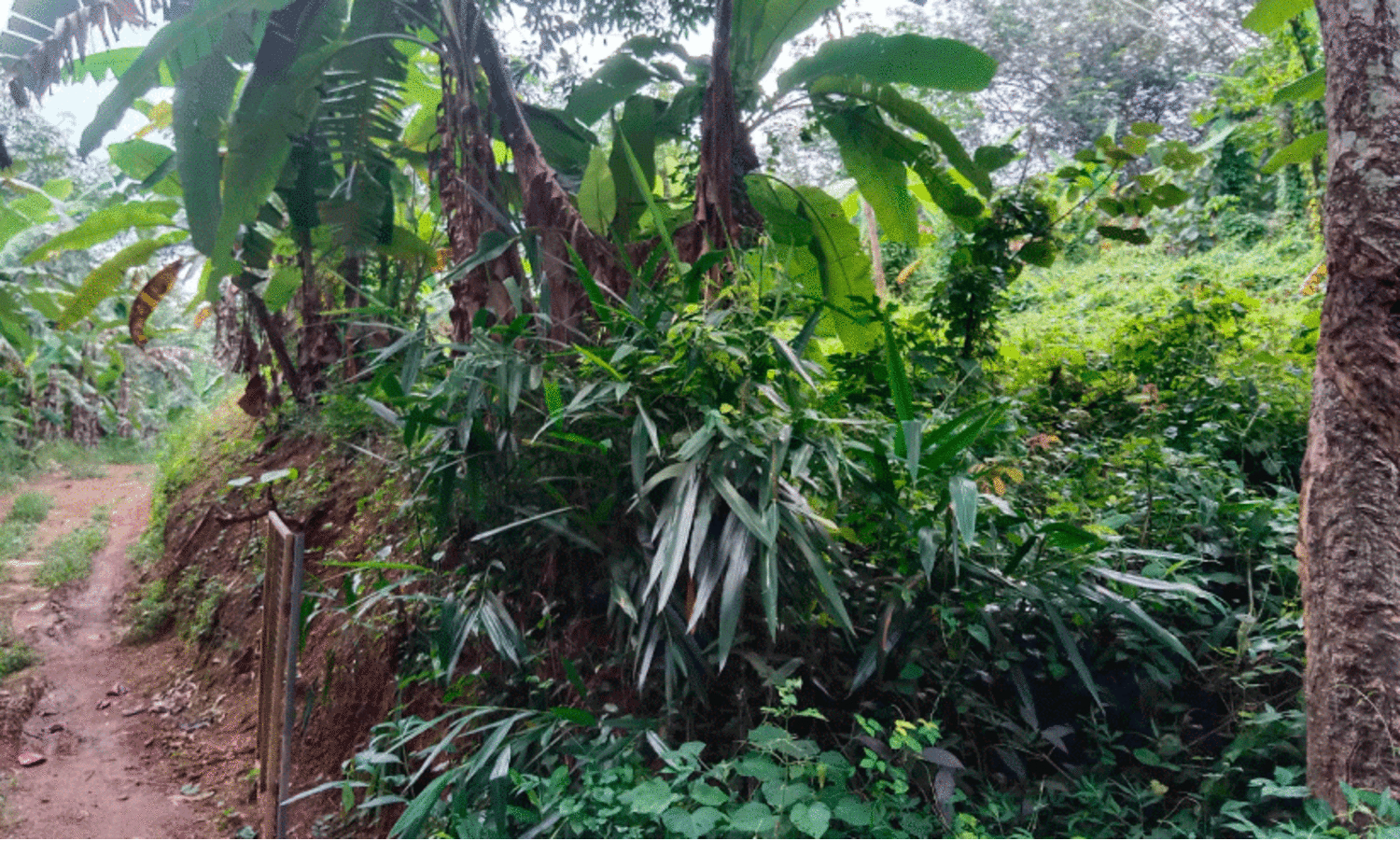 development of the hospital