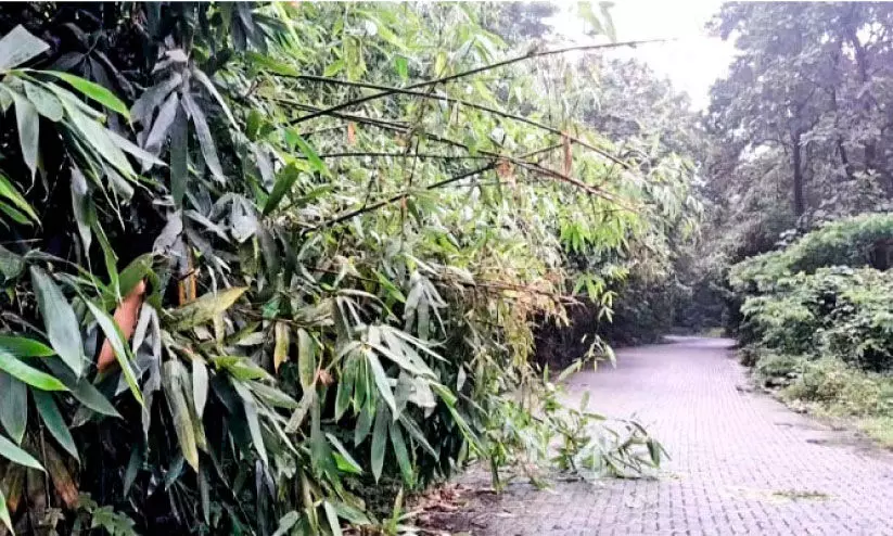 അപകടം ഒളിപ്പിച്ച് റോഡരികിലെ പൊന്തക്കാടുകൾ അപകടം ഒളിപ്പിച്ച് റോഡരികിലെ പൊന്തക്കാടുകൾ