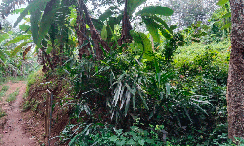 development of the hospital development of the hospital