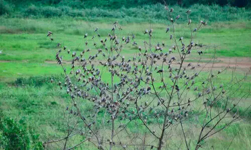 കൂട്ടത്തോടെ ഗരുഡചാരക്കിളികൾ വന്നെത്തി