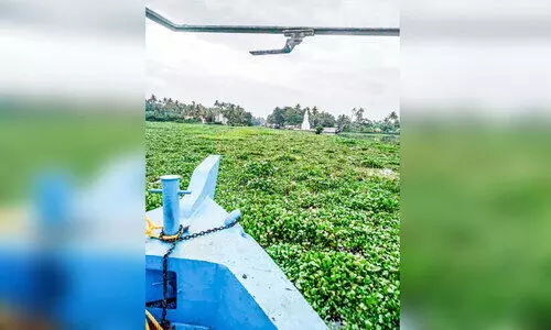 പോള ശല്യം: മുഹമ്മ-കുമരകം യാത്രക്കാർ ദുരിതത്തിൽ