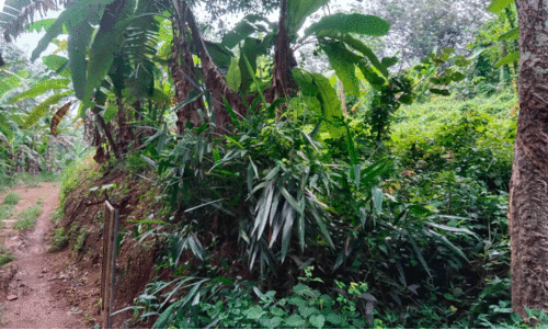 development of the hospital