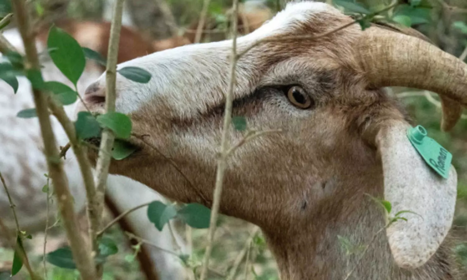 sacrificed ritual-man died