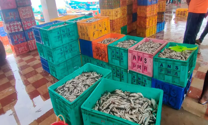 500 കിലോ കുഞ്ഞുമത്സ്യങ്ങളെ പിടികൂടി നശിപ്പിച്ചു 500 കിലോ കുഞ്ഞുമത്സ്യങ്ങളെ പിടികൂടി നശിപ്പിച്ചു