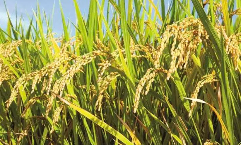 സുഗമമായ നെല്ല് സംഭരണം: പ്രൊപ്പോസല് സമര്പ്പിക്കാന് മന്ത്രിയുടെ നിർദേശം സുഗമമായ നെല്ല് സംഭരണം: പ്രൊപ്പോസല് സമര്പ്പിക്കാന് മന്ത്രിയുടെ നിർദേശം