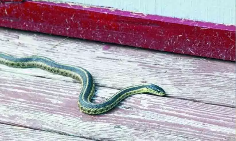 ത​ണു​പ്പു​തേ​ടി പാ​മ്പു​ക​ളെ​ത്തും; വേ​ണം ജാ​ഗ്ര​ത