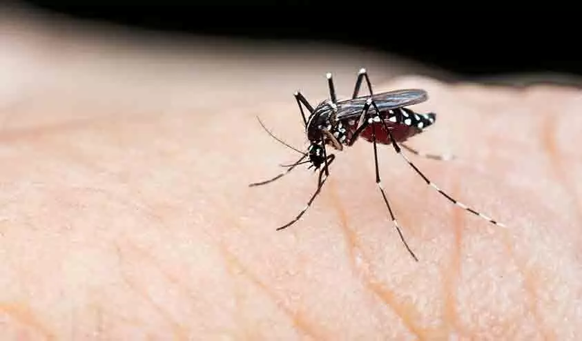 12,694 പേർക്ക് പനി; 55 പേർക്ക് ഡെങ്കിപ്പനി 12,694 പേർക്ക് പനി; 55 പേർക്ക് ഡെങ്കിപ്പനി