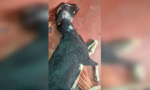 ആട്ടിൻകൂട്ടങ്ങളെ തെരുവുനായ്ക്കൾ ആക്രമിച്ചു; രണ്ടെണ്ണത്തിനെ കൊന്നു