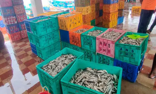 500 കിലോ കുഞ്ഞുമത്സ്യങ്ങളെ പിടികൂടി നശിപ്പിച്ചു