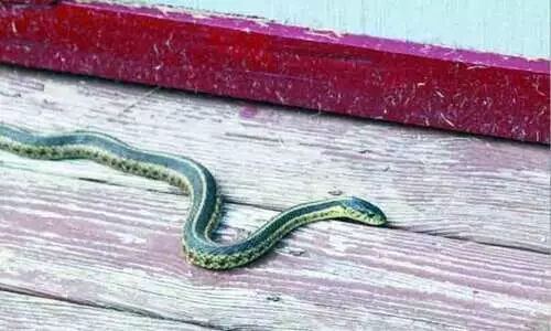 ത​ണു​പ്പു​തേ​ടി പാ​മ്പു​ക​ളെ​ത്തും; വേ​ണം ജാ​ഗ്ര​ത