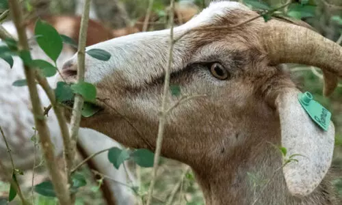 sacrificed ritual-man died