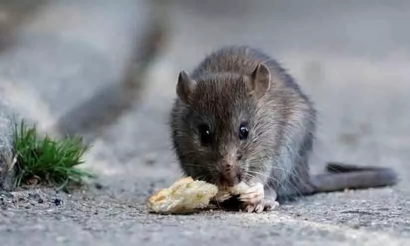 കഞ്ചാവ് എലി തിന്നു; രണ്ട് പേരെ ജയിൽമോചിതരാക്കി കോടതി