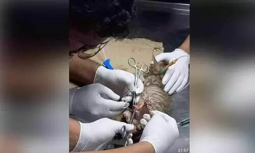 cat-injured