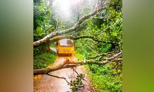 സ്കൂൾ ബസിന് മുന്നിൽ മരം കടപുഴകി വീണു