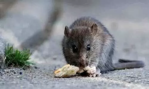 കഞ്ചാവ് എലി തിന്നു; രണ്ട് പേരെ ജയിൽമോചിതരാക്കി കോടതി