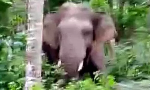 wild elephant wild elephant