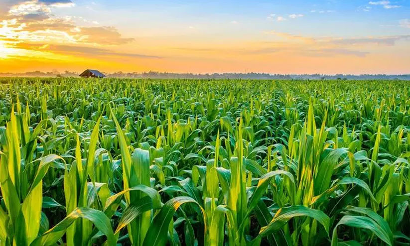 ഭക്ഷ്യ-കാര്ഷികരംഗം; റാകിസുമായി സഹകരണത്തിന് ഇന്ത്യന് ഏജന്സി ഭക്ഷ്യ-കാര്ഷികരംഗം; റാകിസുമായി സഹകരണത്തിന് ഇന്ത്യന് ഏജന്സി