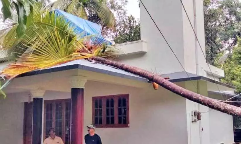 മാടത്തി കാലിക്കണ്ടത്ത് ചോടോൻ  പുതിയ വീട്ടിൽ രജിലിന്റെ വീട്ടിന് മുകളിൽ തെങ്ങ് വീണ നിലയിൽ