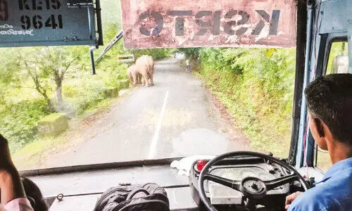 വഴിയിൽ ആനയും കുട്ടിയും; നെല്ലിയാമ്പതി റോഡിൽ യാത്രക്കാരുടെ കാത്തിരിപ്പ്