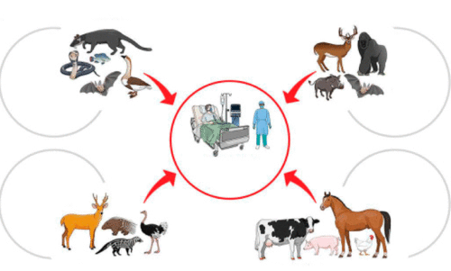zoonotic diseases