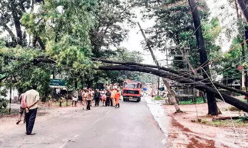 11 കെ.വി ലൈനിൽ മരം വീണു