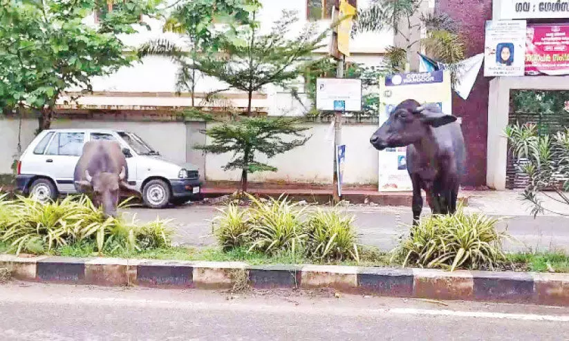 റോഡിലെ ഡിവൈഡറിൽ സ്ഥാപിച്ച ചെടികൾ ഭക്ഷണമാക്കി കന്നുകാലികൾ റോഡിലെ ഡിവൈഡറിൽ സ്ഥാപിച്ച ചെടികൾ ഭക്ഷണമാക്കി കന്നുകാലികൾ